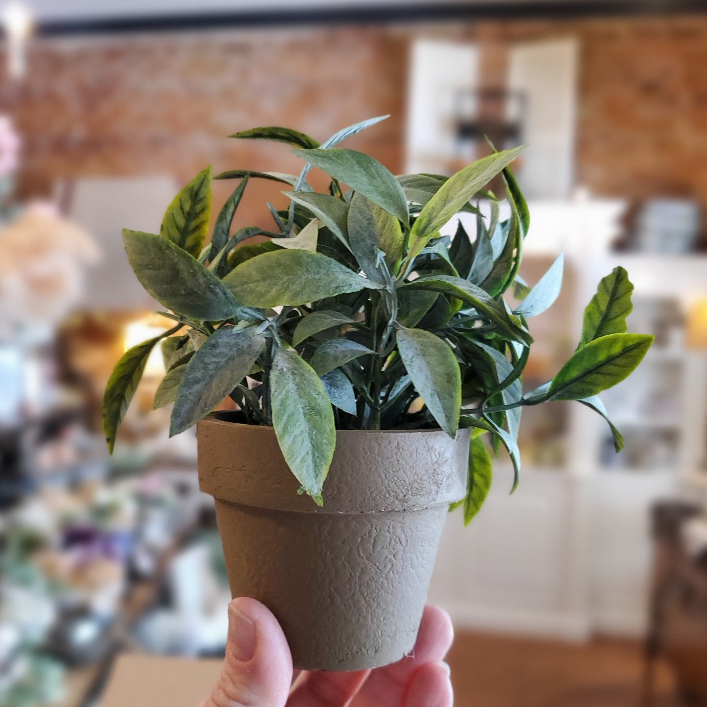 Small Potted Plant (varies)