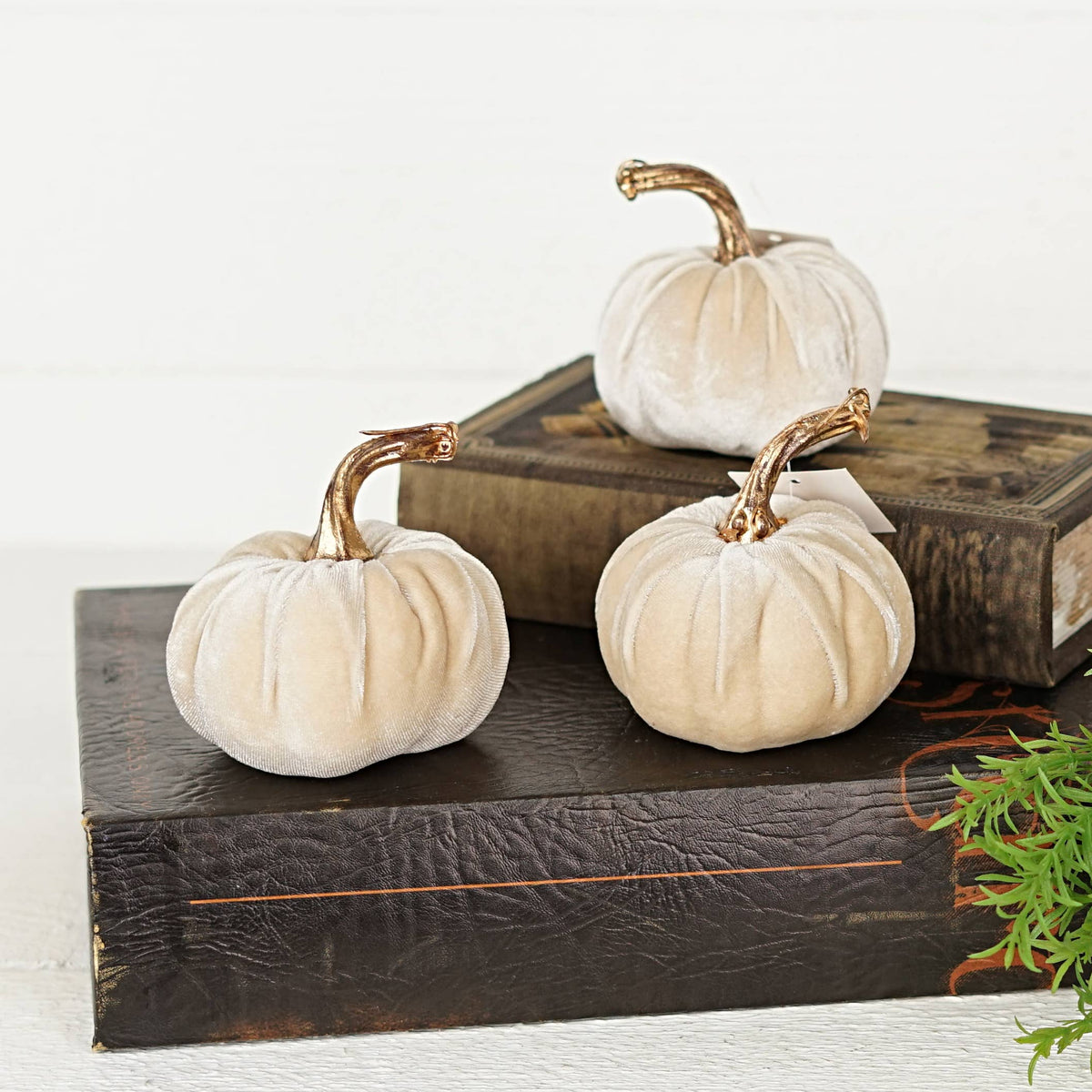 4in Velvet Pumpkin in Champagne